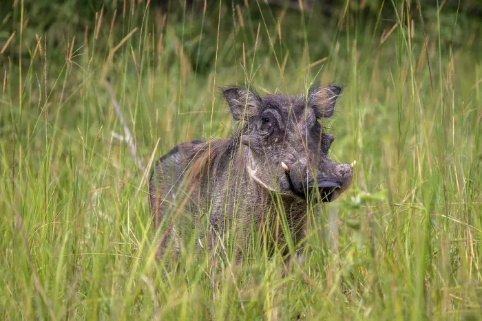 Framed Print : Warthog (Phacochoerus africanus) standing in tall grass