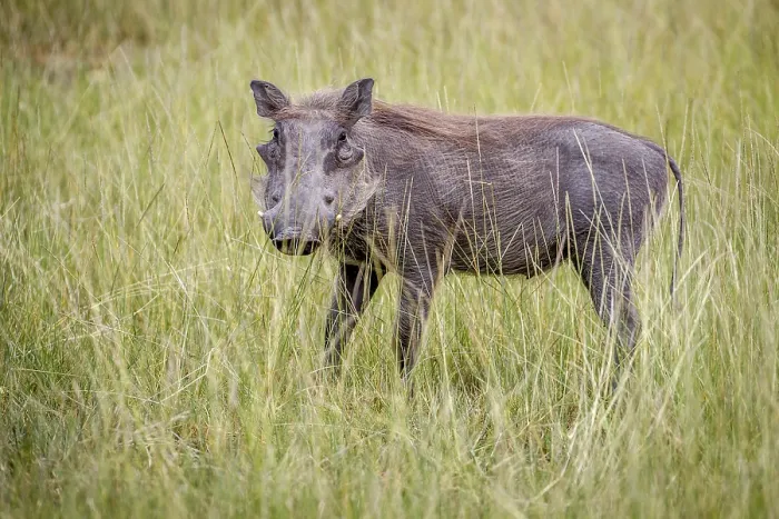 Framed Print : Warthog standing in between the high grasses in the Okavango Delta Framed Print : Warthog standing in between the high grasses in the Okavango Delta