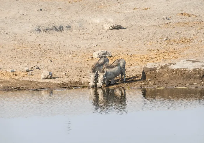 Framed Print : Two warthogs (Phacochoerus africanus) drinking