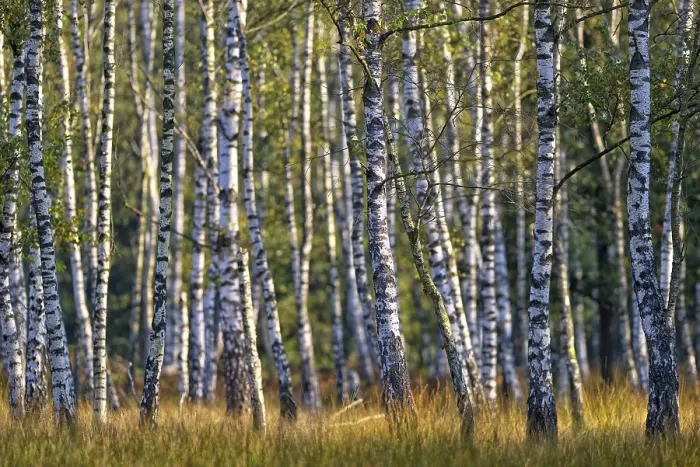 Framed Print : Warty birch (Betula pendula) with grass Framed Print : Warty birch (Betula pendula) with grass