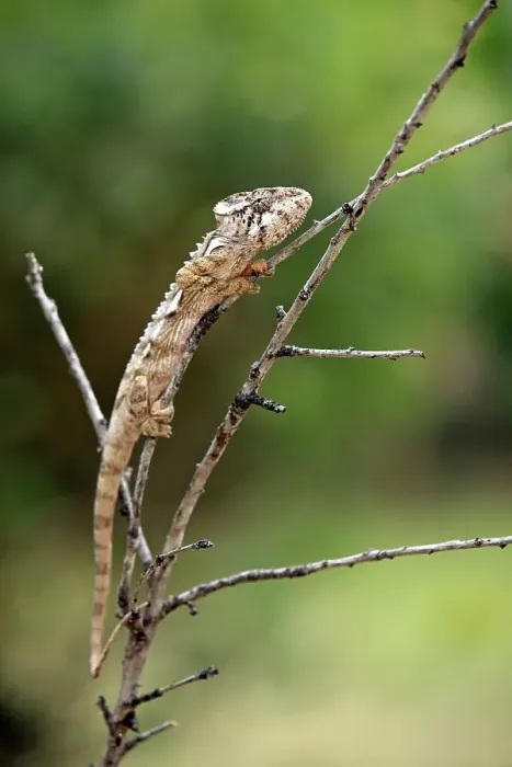 Framed Print : Warty Chameleon (Furcifer verrucosus) Framed Print : Warty Chameleon (Furcifer verrucosus)