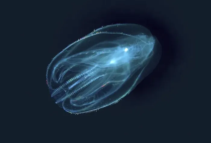 Framed Print : Warty comb jelly or Sea walnut (Mnemiopsis leidyi)