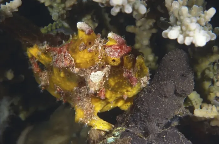Framed Print : Warty frogfish (Antennarius maculatus)