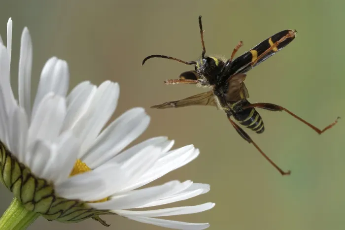 Framed Print : Wasp beetle (Clytus arietis)