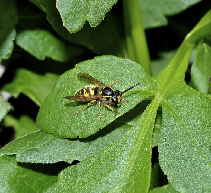 Framed Print : Wasp on dahlia leaf