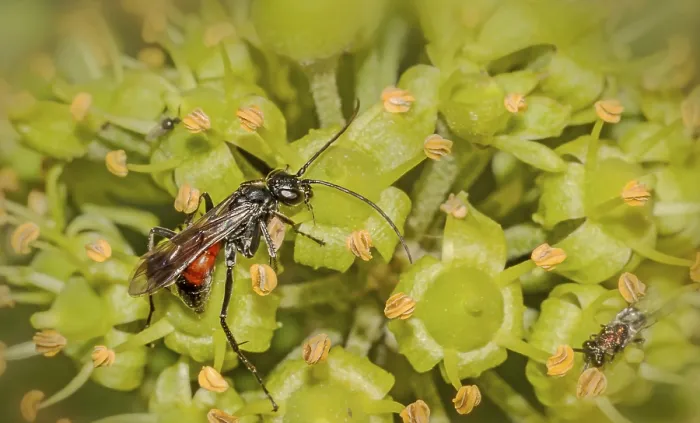 Framed Print : Wasp Priocnemis spec.  Wasp Priocnemis spec