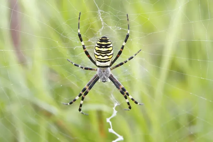 Framed Print : Wasp Spider (Argiope bruennichi)