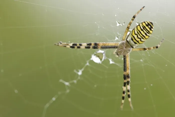 Framed Print : Wasp spider (Argiope bruennichi)
