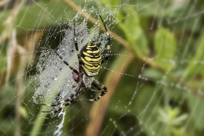 Framed Print : Wasp spider (Argiope bruennichi) Framed Print : Wasp spider (Argiope bruennichi)