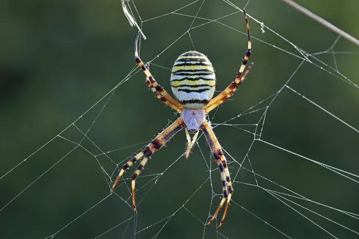 Framed Print : Wasp spider, Argiope bruennichi