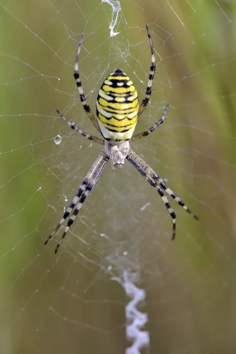 Framed Print : Wasp spider (Argiope bruennichi) Framed Print : Wasp spider (Argiope bruennichi)