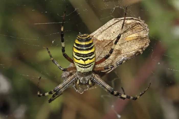 Framed Print : Wasp spider (Argiope bruennichi)