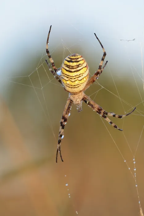 Framed Print : Wasp spider (Argiope bruennichi) Framed Print : Wasp spider (Argiope bruennichi)