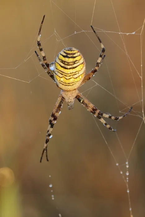 Framed Print : Wasp spider (Argiope bruennichi) Framed Print : Wasp spider (Argiope bruennichi)