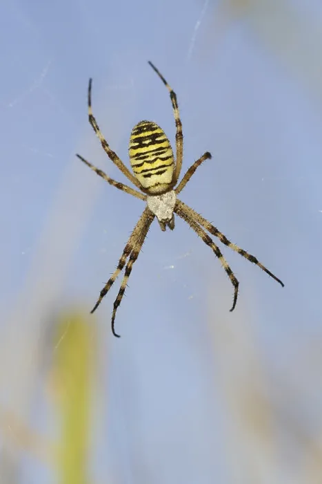Framed Print : Wasp spider (Argiope bruennichi) Framed Print : Wasp spider (Argiope bruennichi)