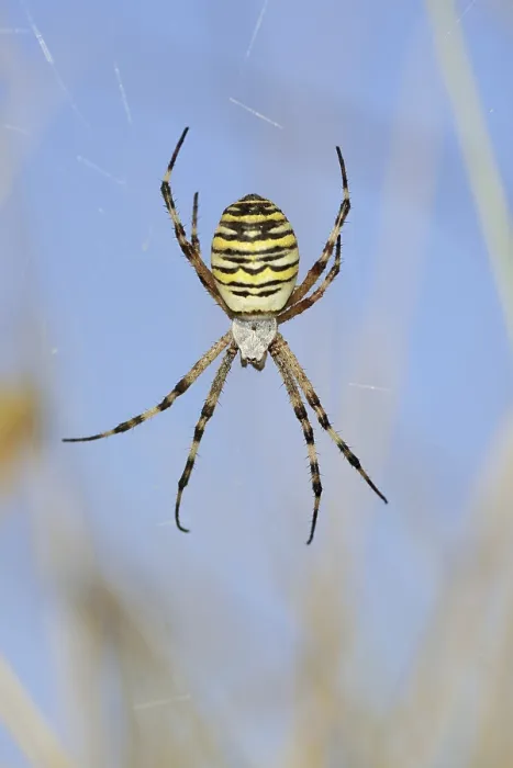 Framed Print : Wasp spider (Argiope bruennichi)