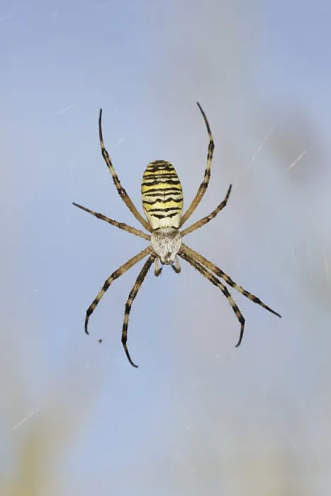 Framed Print : Wasp spider (Argiope bruennichi)