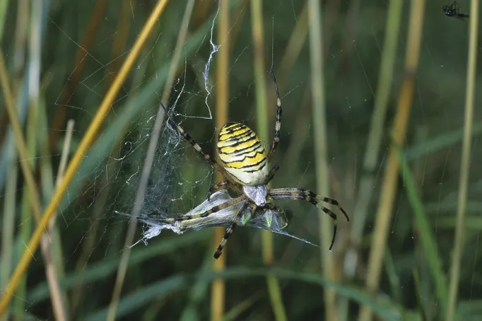 Framed Print : Wasp Spider (Argiope bruennichi) enveloping a grasshopper