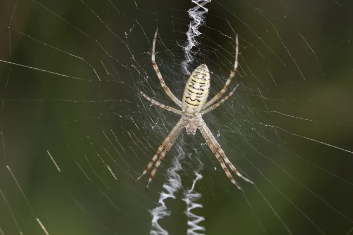 Framed Print : Wasp spider (Argiope bruennichi), female