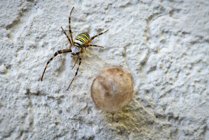 Framed Print : Wasp spider (Argiope bruennichi) also known as zebra spider