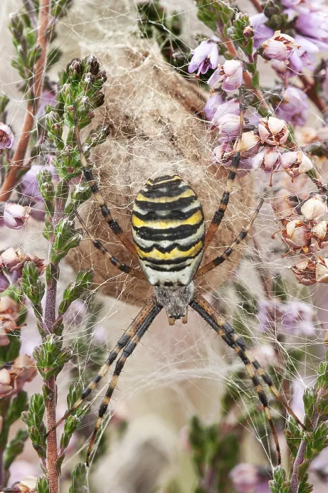 Framed Print : Wasp spider (Argiope bruennichi) with nest in heather Framed Print : Wasp spider (Argiope bruennichi) with nest in heather