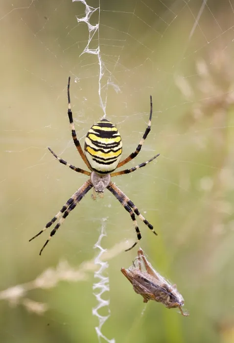 Framed Print : Wasp spider (Argiope bruennichi) with spun grasshopper Framed Print : Wasp spider (Argiope bruennichi) with spun grasshopper