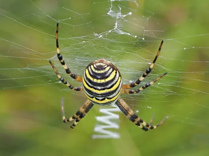 Framed Print : Wasp spider (Argiope bruennichi) with typical zigzag in the catching net Framed Print : Wasp spider (Argiope bruennichi) with typical zigzag in the catching net