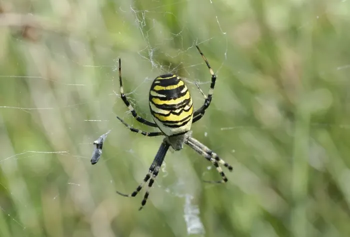 Framed Print : Wasp Spider (Argiope bruennichi) in web with prey