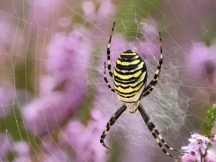 Framed Print : Wasp spider (Argiope bruennichi) or zebra spider in its catching net in the heath Framed Print : Wasp spider (Argiope bruennichi) or zebra spider in its catching net in the heath