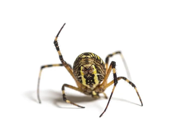 Framed Print : Wasp spider in distress hanging from its web Framed Print : Wasp spider in distress hanging from its web