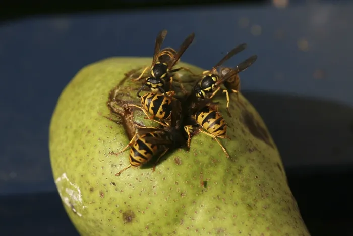 Framed Print : Wasps on (and in) a pear that has fallen from a tree