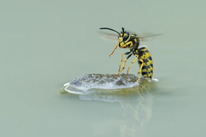 Framed Print : Wasps (Vespinae) in flight, Vechta