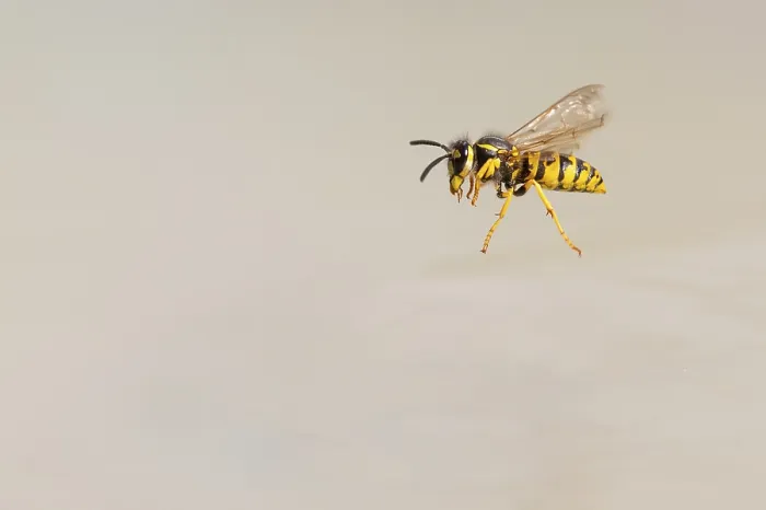 Framed Print : Wasps (Vespinae) in flight, Vechta Framed Print : Wasps (Vespinae) in flight, Vechta