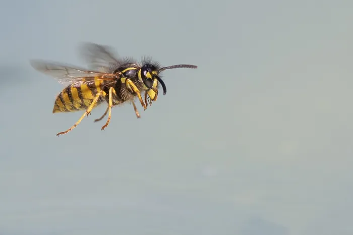 Framed Print : Wasps (Vespinae) in flight, Vechta