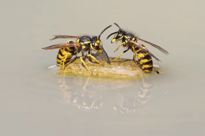 Framed Print : Wasps (Vespinae), Vechta, Lower Saxony, Germany