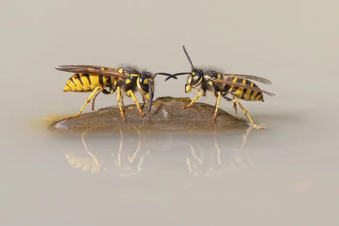 Framed Print : Wasps (Vespinae), Vechta, Lower Saxony, Germany