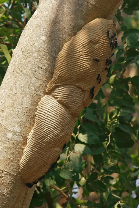 Framed Print : Wasps on a wasp nest Pantanal Brazil