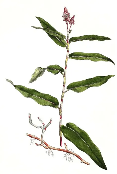Framed Print : Wasser-Knoeterich (Persicaria amphibia)