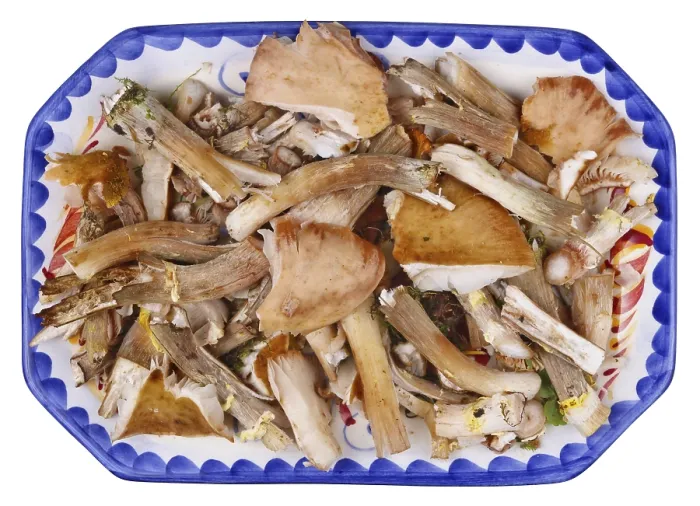 Framed Print : Waste and garbage of shitake real forest tree mushrooms on clay plate Framed Print : Waste and garbage of shitake real forest tree mushrooms on clay plate