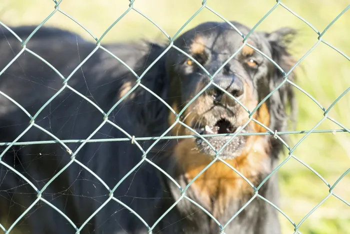 Framed Print : A watchdog behind a chain link fence