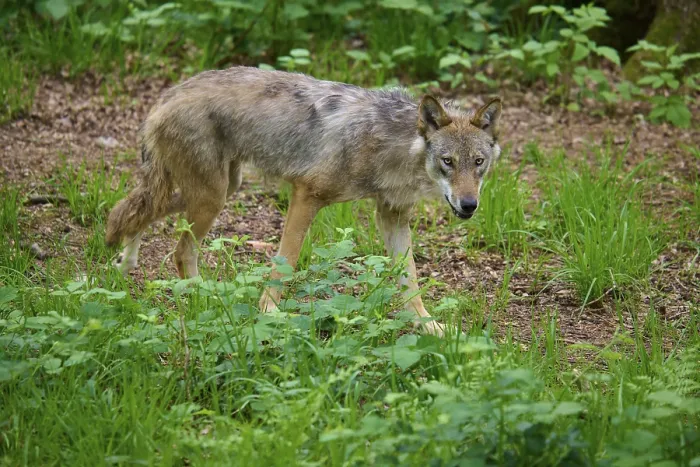 Framed Print : A watchful wolf walks carefully through the green undergrowth in the forest Framed Print : A watchful wolf walks carefully through the green undergrowth in the forest