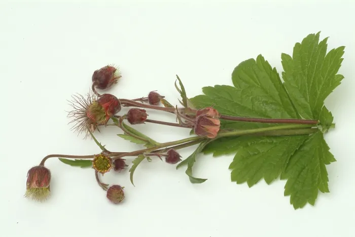 Framed Print : Water avens (Geum rivale), medicinal plant
