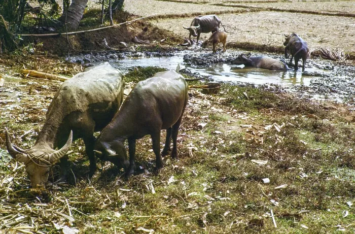 Framed Print : Water buffalo bathing in pool by fields used for dry rice cultivation Framed Print : Water buffalo bathing in pool by fields used for dry rice cultivation