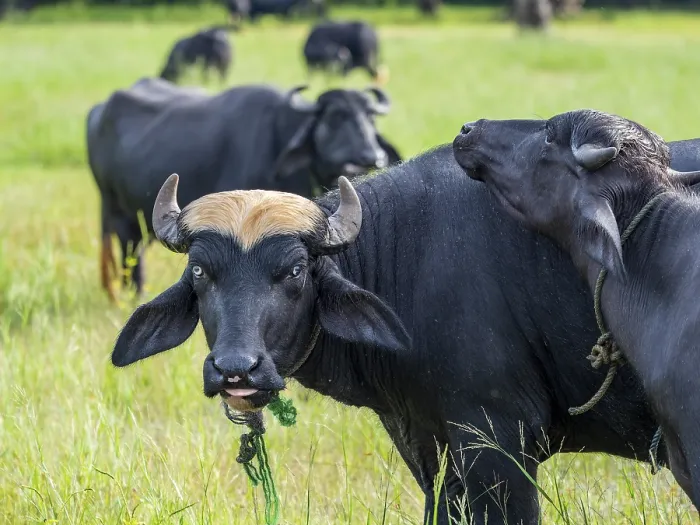 Framed Print : Water buffalo (Bubalus arnee) herd in the grass