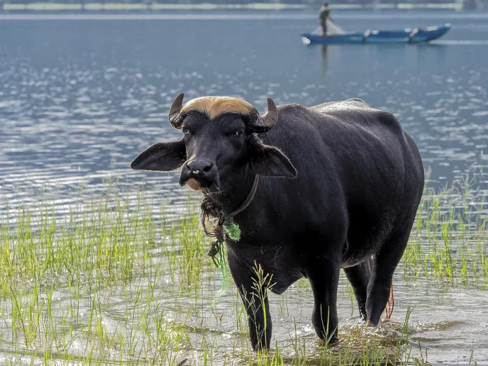Framed Print : Water buffalo (Bubalus arnee) in the lake Framed Print : Water buffalo (Bubalus arnee) in the lake