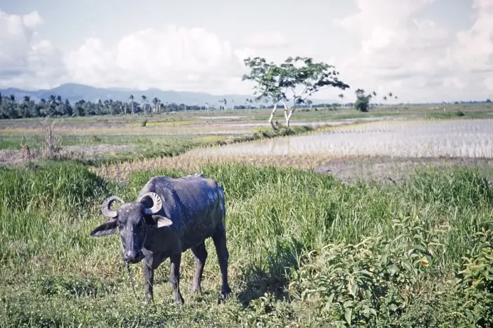 Framed Print : Water buffalo next to flooded rice fields, Trinidad around 1962