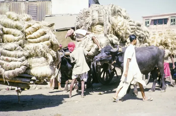 Framed Print : Water buffalo transporting jute carts, Calcutta, India, Asia 1962, Asia Framed Print : Water buffalo transporting jute carts, Calcutta, India, Asia 1962, Asia