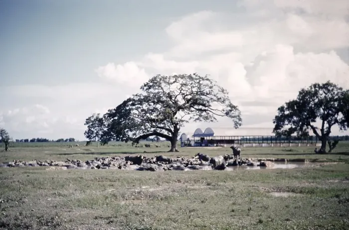 Framed Print : Water buffalo wallowing in water pool on farm on northern plain of Trinidad c 1962