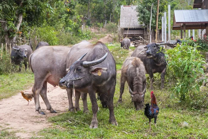 Framed Print : Water buffalos and chickens by the road, Laos Framed Print : Water buffalos and chickens by the road, Laos