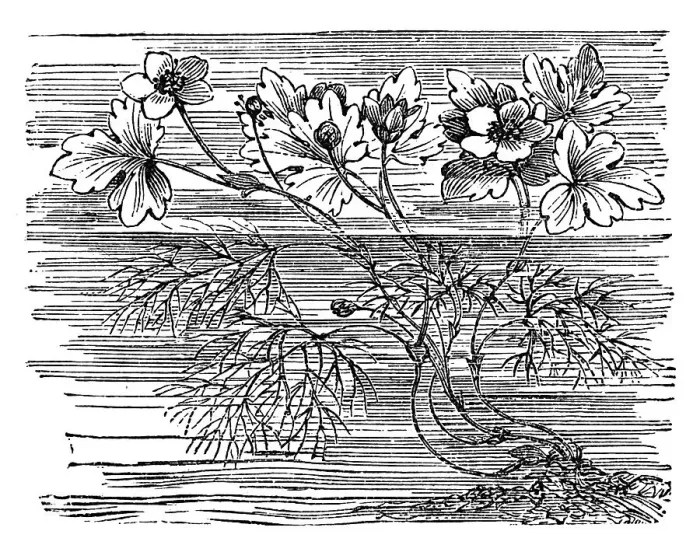 Framed Print : Water Buttercup, historical illustration Framed Print : Water Buttercup, historical illustration